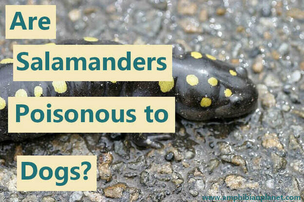 Spotted salamander on a wet pavement
