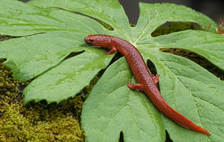 Red Salamander