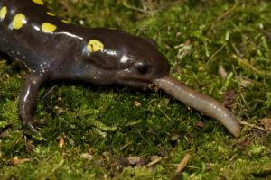 Spotted Salamander eating a worm