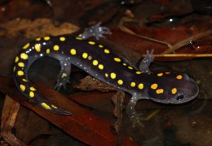 Spotted salamander