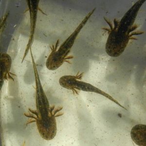 Tiger salamander larvae