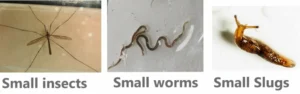 What Juvenile tiger salamanders eat in the wild