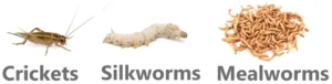 What adult tiger salamanders eat in captivity