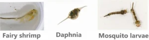What tiger salamander larvae eat in the wild