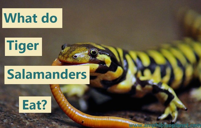 Tiger salamander eating a worm
