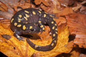 Yellow spotted salamander