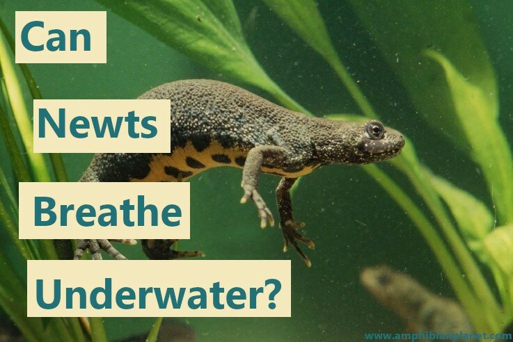 Newt underwater