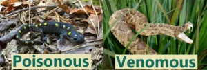yellow spotted salamanders are poisonous but not venomous
