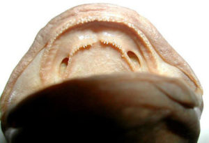 Salamanders only have tiny teeth