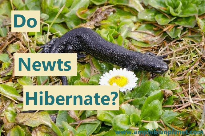 Do newts hibernate?