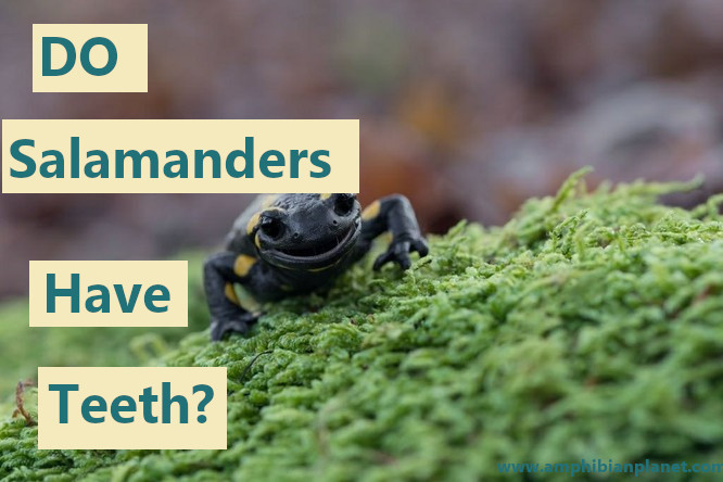 Fire salamander with open mouth