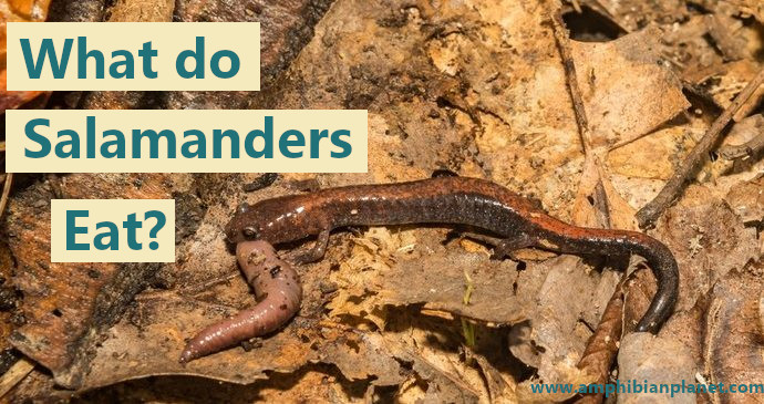 Eastern red-backed salamander eating a worm