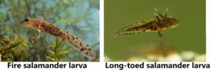 Fire salamander and long toed salamander larvae