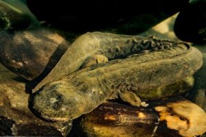 Hellbender salamander