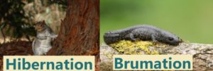 Newts brumate, not hibernate