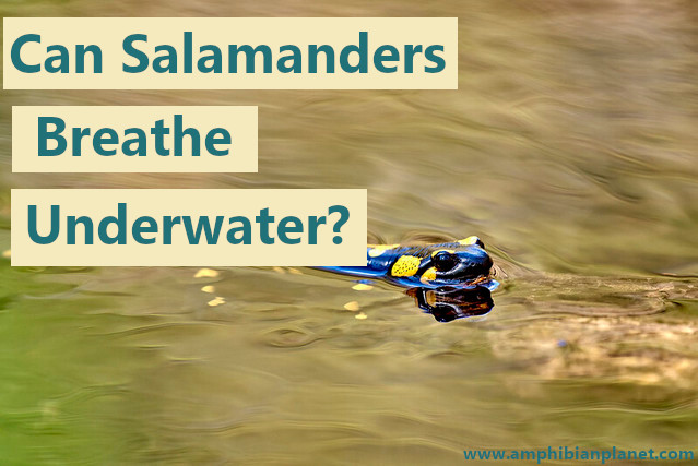 Fire salamander in the water