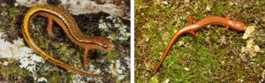 Two lined salamanders