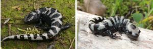 Marbled salamanders