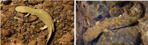 Hellbender salamander