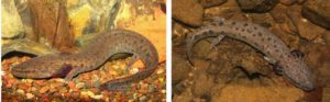 Mudpuppy salamanders