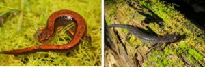 red backed salamander