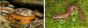Spring salamander