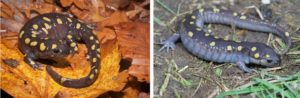 Spotted salamanders