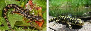 Tiger salamanders