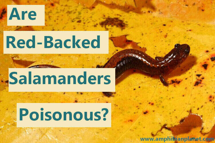 Red-backed salamander on a yellow leaf