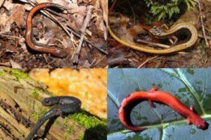 Red backed salamander on a yellow leaf