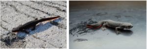 Chinese fire belly newts