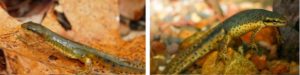 Eastern newts in the breeding season
