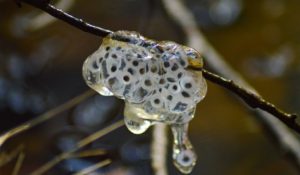 Jefferon salamander egg mass attached to a stick
