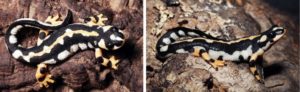 Kaisers Mountain Newts