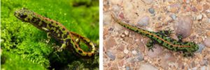 Non breeding marbled newts
