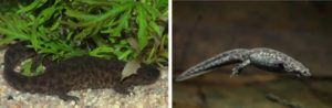 Spanish ribbed newts in the water