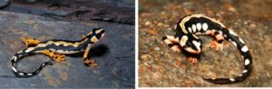 Kaisers spotted Newts