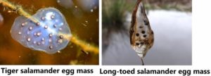 Tiger salamander and long toed salamander eggs