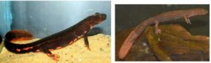 What paddle tail newts look like