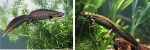 What breeding great crested newts look like