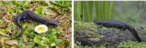 What non breeding crested newts look like