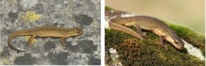 What non breeding palmate newts look like