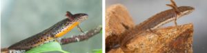 Neotenic alpine and smooth newt