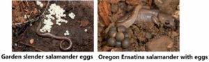 Slender salamander and Ensatina salamander eggs