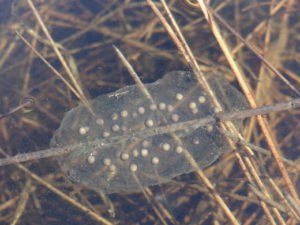 Tiger salamander egg mass