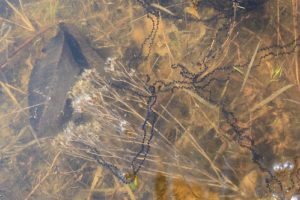 Fowlers toad eggs