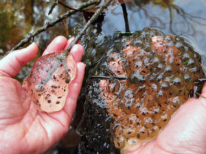 Jefferson salamander eggs vs wood frog eggs