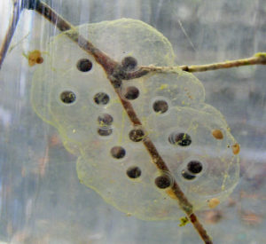 Long toed salamander egg on a stick