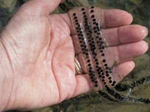 Wester toad egg strands