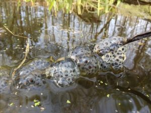 Spotted salamander egg mass